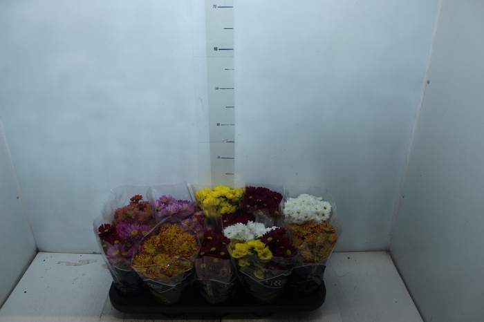 <h4>CRISANTEMO MINI P11</h4>