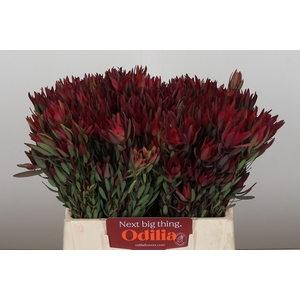Leucadendron Blush Spray
