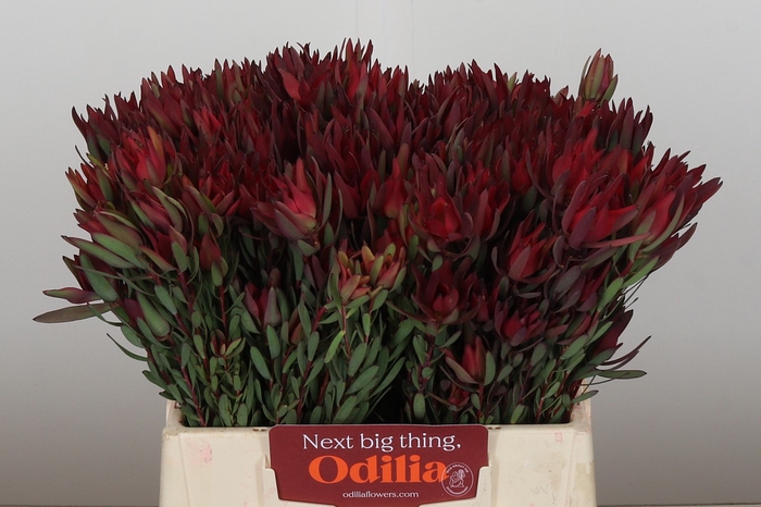 <h4>Leucadendron Blush Spray</h4>