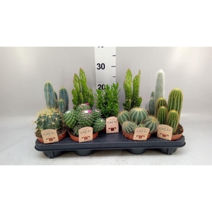 Cactus   ...mix