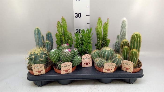 <h4>Cactus   ...mix</h4>