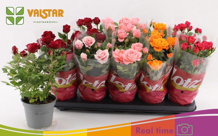 <h4>RO LOTZ OF GEM 5 KL</h4>