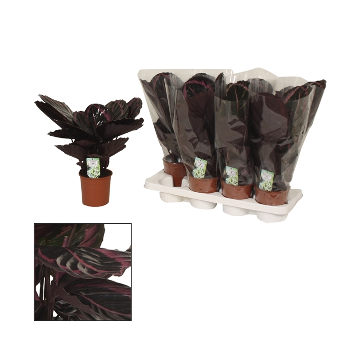 <h4>Calathea 14cm Surprisestar</h4>