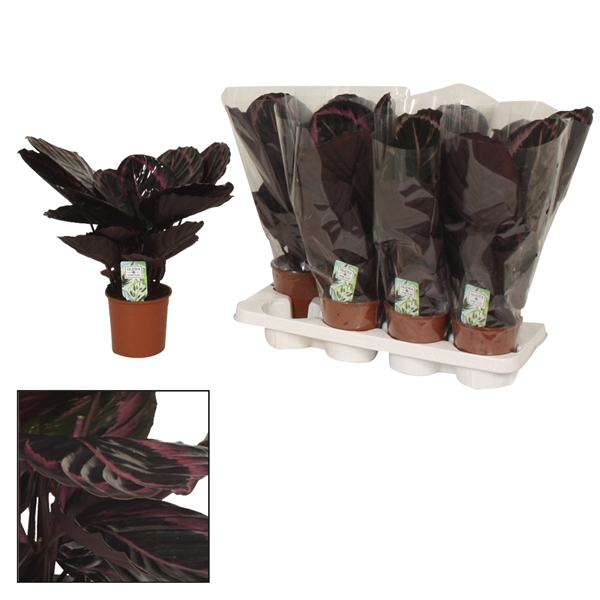 <h4>Calathea 14cm Surprisestar</h4>