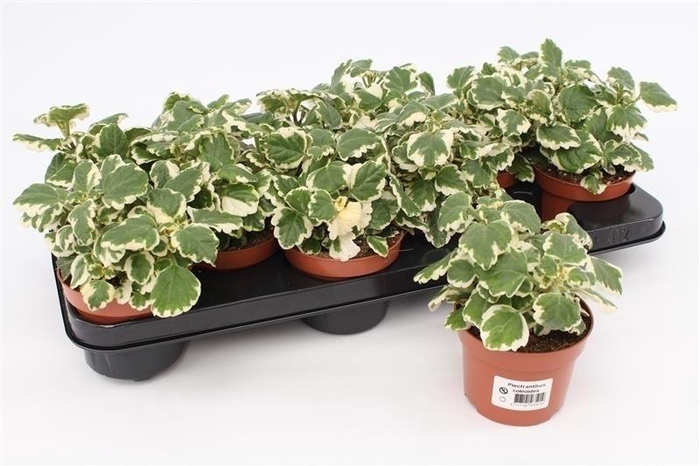 <h4>Plectranthus</h4>