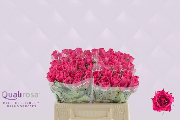 <h4>R Gr Madam Cerise</h4>