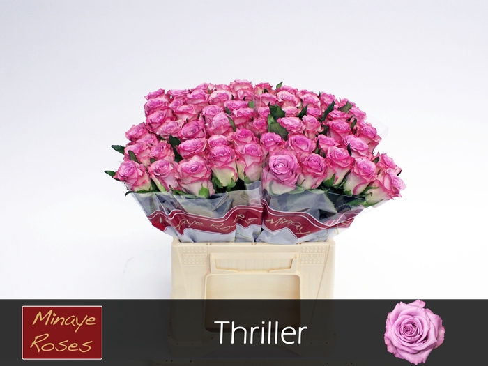 <h4>R GR THRILLER</h4>