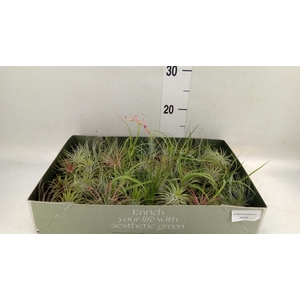 Tillandsia