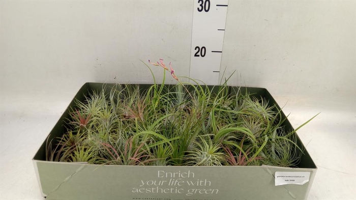 <h4>Tillandsia</h4>
