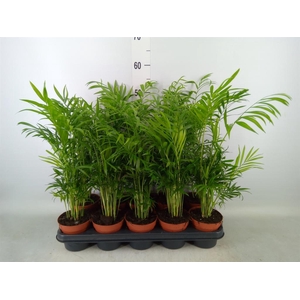 Chamaedorea elegans