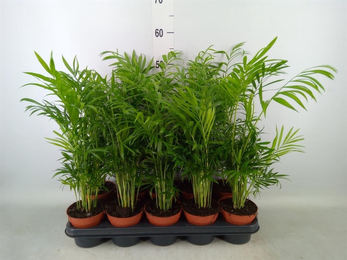<h4>Chamaedorea elegans</h4>