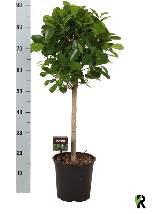 <h4>Ficus microcarpa 'Moclame'</h4>