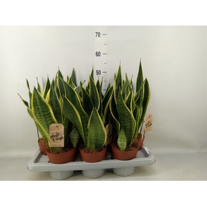 Sansevieria trifa. 'Futura Superba'
