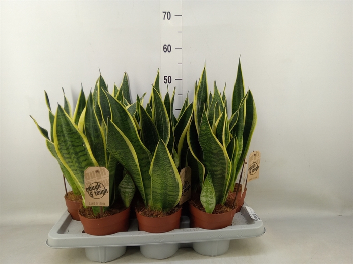<h4>Sansevieria trifa. 'Futura Superba'</h4>