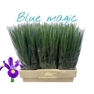 Iris Blue Magic