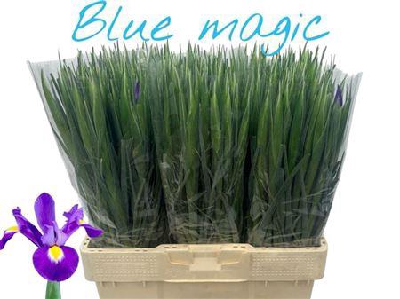 <h4>Iris Blue Magic</h4>