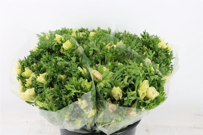 <h4>Anem Marianne Wit</h4>