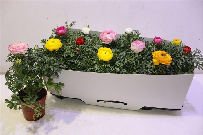 <h4>Ranun Sprink Gem</h4>