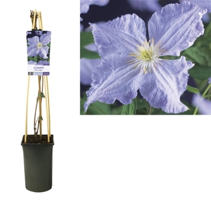 Clematis 'Blue Angel' +light label