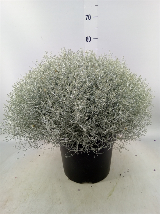 <h4>Leucophyta brownii 'Silvercalos'</h4>