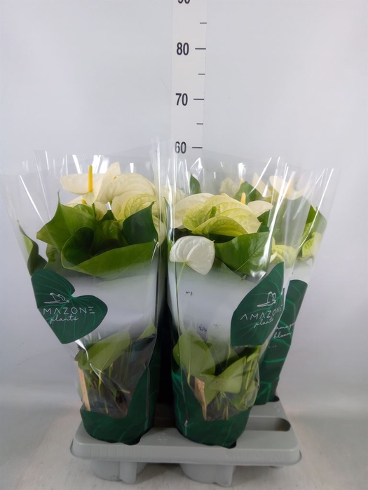 <h4>Anthurium andr. 'Samora'</h4>