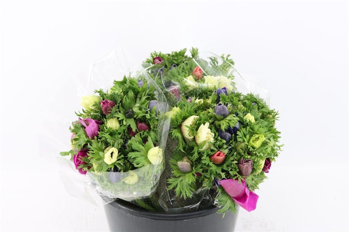 <h4>Anem Marianne Mixed</h4>