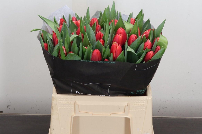 <h4>Tu En Kung-fu</h4>