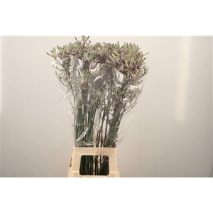Anigozanthos Lilac Queen