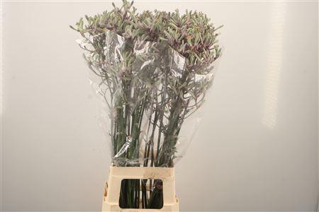 <h4>Anigozanthos Lilac Queen</h4>