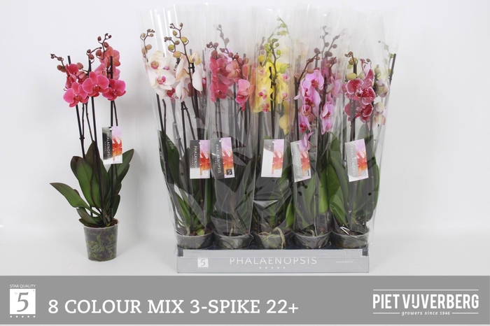 <h4>PHAL GEM 8 KL</h4>