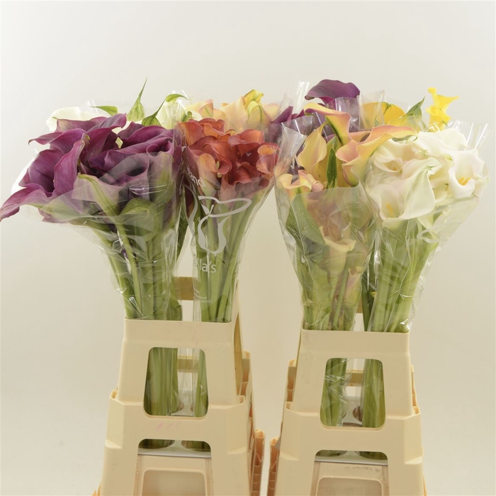 <h4>Calla Overig Gemengd | Dubbelbloemig</h4>