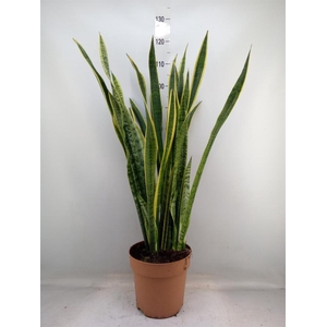 Sansevieria trifa. 'Laurentii'