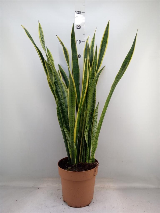 <h4>Sansevieria trifa. 'Laurentii'</h4>