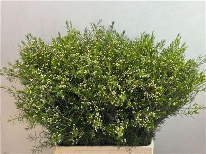 <h4>CHAME UN OFIR</h4>