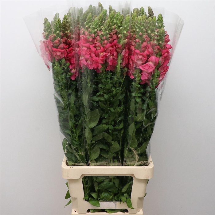 <h4>Antir Op Dark Pink</h4>