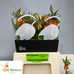 FRIT IM ORANGE BEAUT