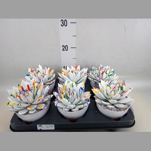 Echeveria  'Miranda'