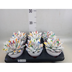 Echeveria  'Miranda'