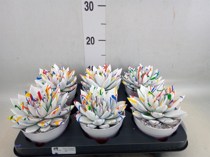 <h4>Echeveria  'Miranda'</h4>