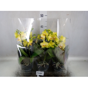 Phalaenopsis multi. 'Ant Albenga'