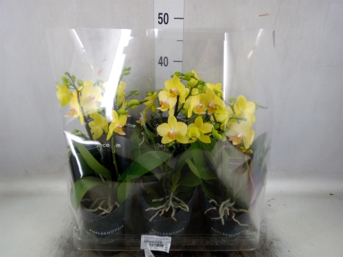 <h4>Phalaenopsis multi. 'Ant Albenga'</h4>