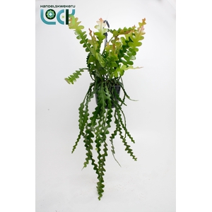 EPIPHYLLUM ANGULIGER