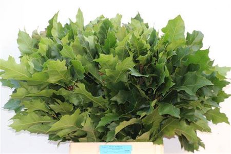 <h4>Quercus Rubra</h4>