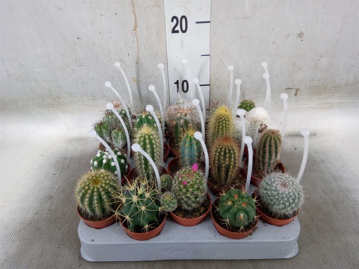 <h4>Cactus   ...mix</h4>