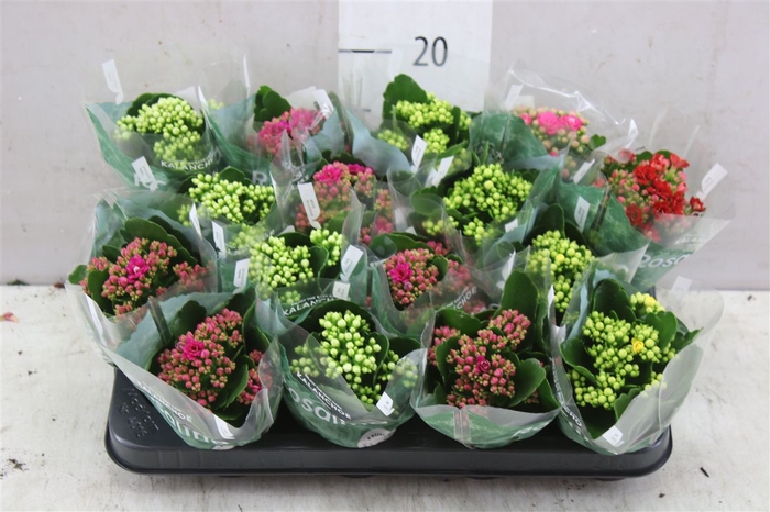 <h4>Kalanchoe Rosalina Mix</h4>