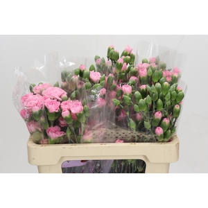 Dianthus spray Rosadita