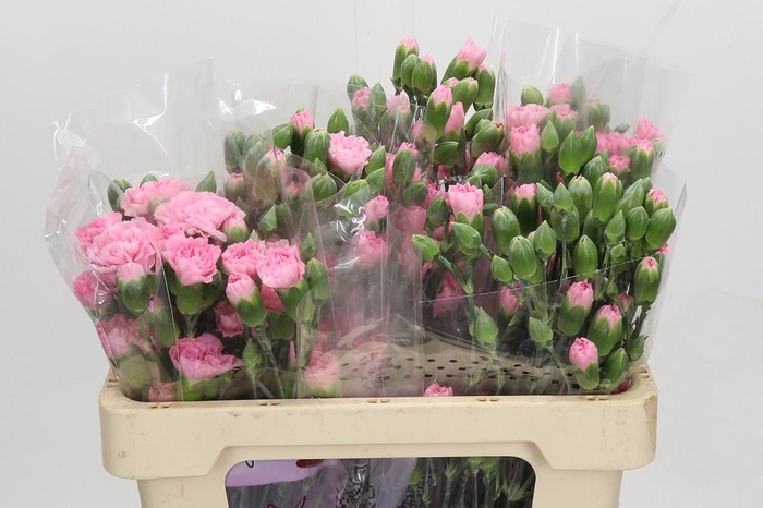 <h4>Dianthus Tr Rosadita</h4>