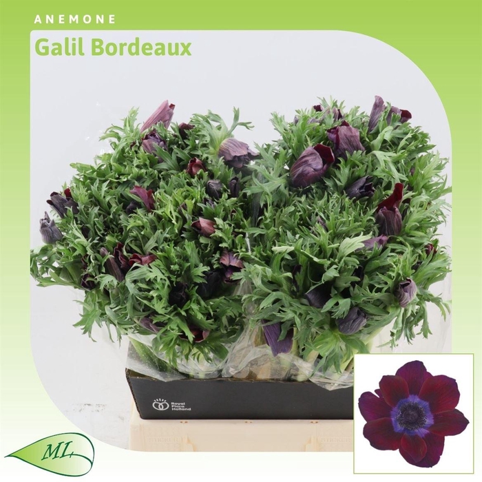 <h4>Anemone Galil Bordea</h4>