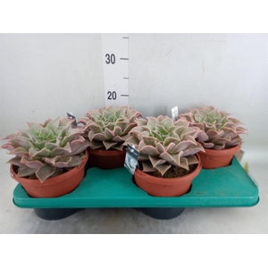 Echeveria   ...