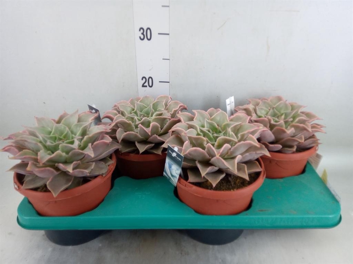 <h4>Echeveria   ...</h4>